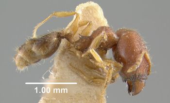 Media type: image;   Entomology 20656 Aspect: habitus lateral view